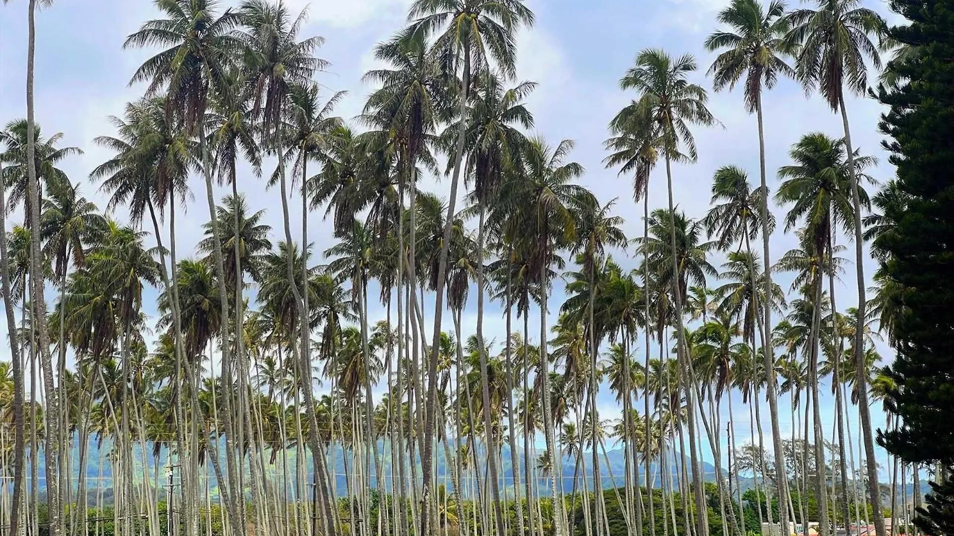Islander On The Beach 356 Kapa'a USA
